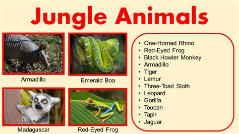 List of Jungle Animals Names | Pictures - GrammarVocab