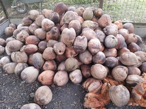 Kebun Bahagia Bersama: Bekal Kelapa Tua Ogos