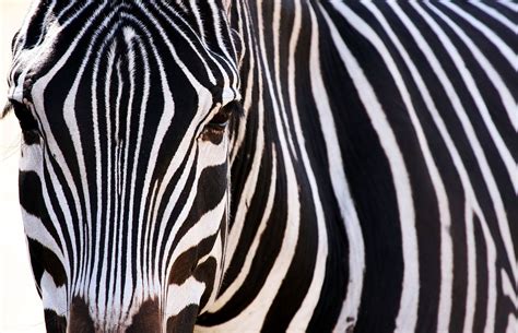 Download Animal Zebra Wallpaper 1935x1249 | Wallpoper #214298