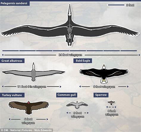 'Condor' with 24-FOOT wingspan soared across the skies 28m years ago | sciencetech-blog