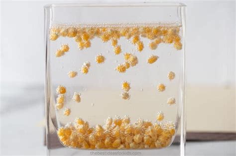 Dancing Corn Experiment - The Best Ideas for Kids