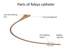 Foley's Catheter uses and Types Uses and different sizes- Surgical World