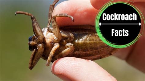 Water Bug Identification - A Complete Visual Guide - The Cockroach Facts