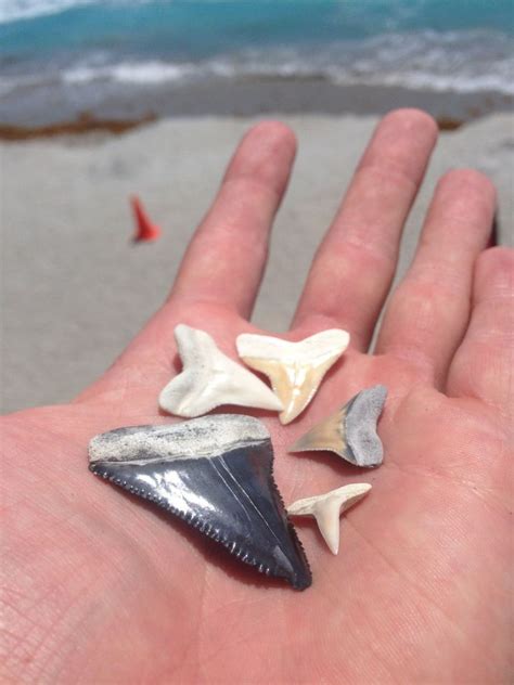 Florida beach littered with shark teeth after dredging project - Men's Journal