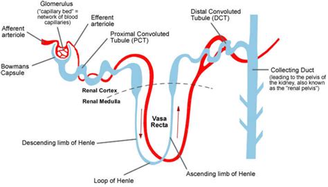 66. Hyposthenuria, asthenuria, osmotic diuresis – greek.doctor