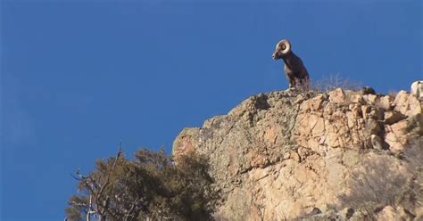 Number Of Bighorn Sheep Hunting Licenses Limited For Habitat Concerns - CBS Colorado