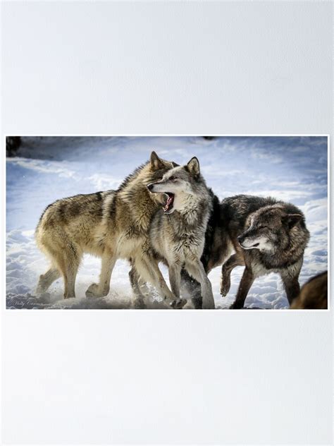 "Wolf pack playing in snow" Poster for Sale by Maddie4Real | Redbubble