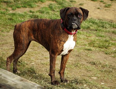 Boxer Dog Temperament & Personality | Canna-Pet®