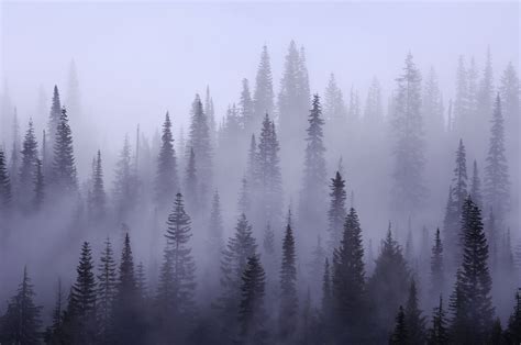 Buy Misty forest wallpaper - Free US shipping at Happywall.com