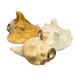 Conch Shell Horn | Sound Effects, Bird Calls | Accessories | Steve ...