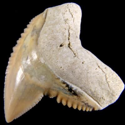 Tiger Shark Teeth: Everything You Need to Know - A-Z Animals