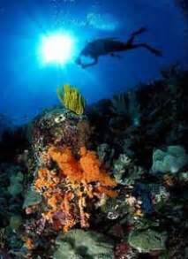 Wakatobi Dive Packages « Dive Packages « Indonesia