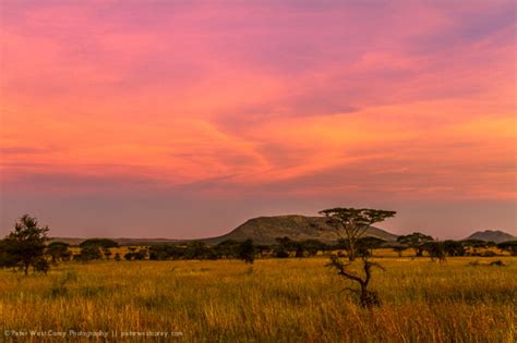 Best Tips for African Safari Photos - G Adventures