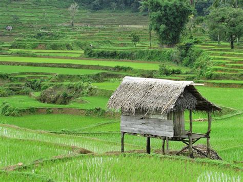 Background Pemandangan Sawah Riset - Riset