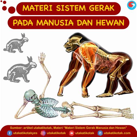 Materi Sistem Gerak Manusia dan Hewan - UtakAtikOtak.com