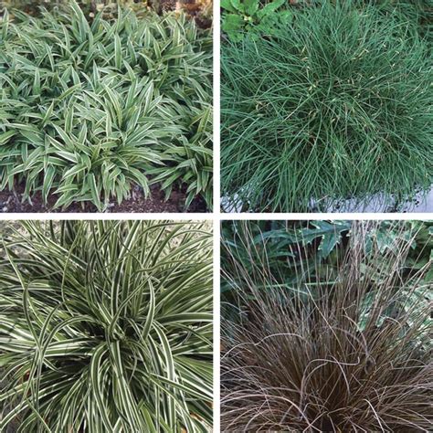 Carex, Sedge (Carex species) - MyGardenLife