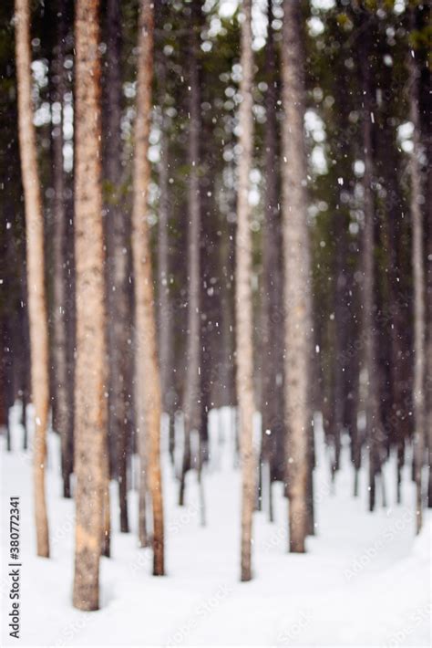 Snow falling amongst pine trees in a forest in winter Stock Photo ...