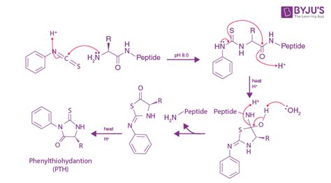 Peptide Bond - Definition, Formation, Structure, Examples