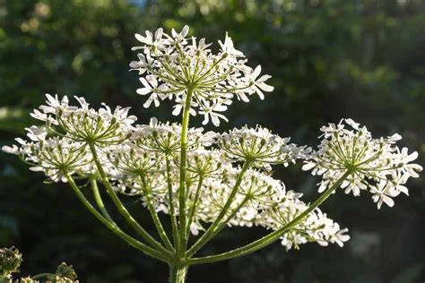 How to Grow Cow Parsley - BBC Gardeners World Magazine