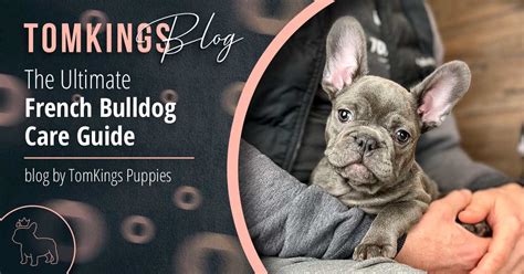 The Ultimate French Bulldog Care Guide - TomKings Kennel