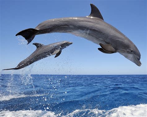 Bottlenose Dolphins Jumping Wallpaper - Free HD Dolphins