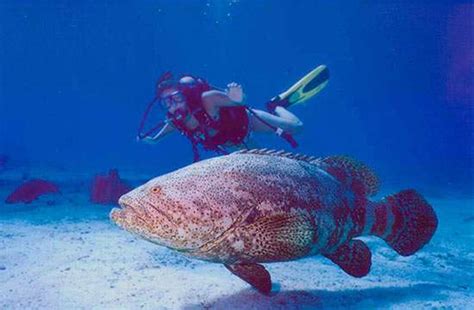 Goliath Grouper Habitat