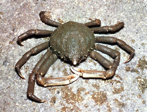 Spider crab | Molting, Habitat, Diet | Britannica