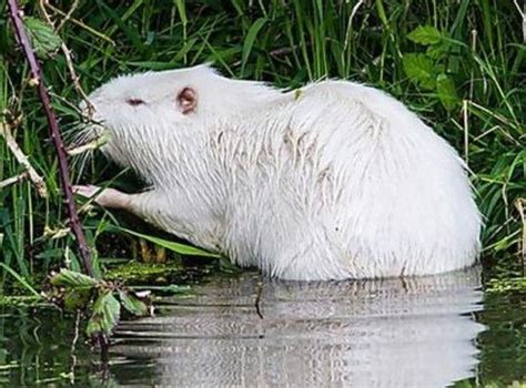 White Albino Animals Wildlife photography | Wild animals | Beautiful animals | amazing animals ...