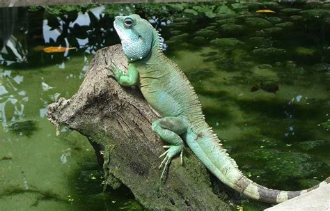 Wild or Captive Chinese Water Dragons - Know Which One Makes a Good Pet