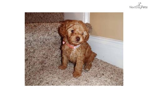 Yorkiepoo - Yorkie Poo puppy for sale near Jacksonville, North Carolina | ac88a4ab-6b41