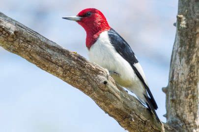 Male Vs Female Woodpecker - Picture ID Guide