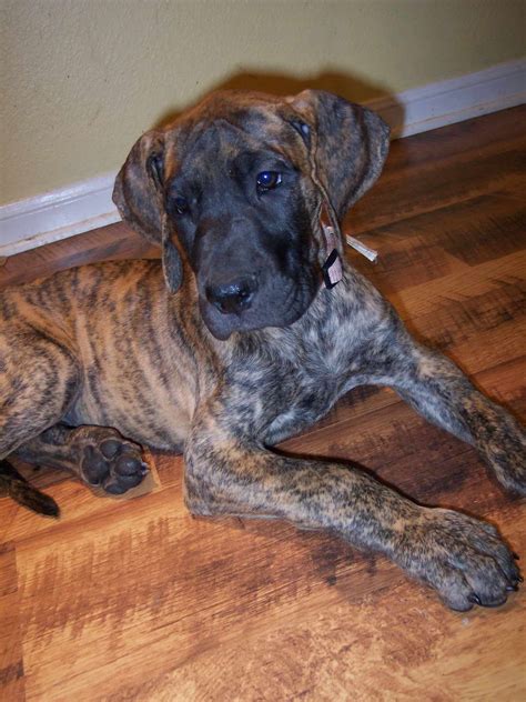 Great Dane Puppies Brindle