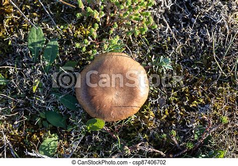 Edible brown mushroom (pleurotus eryngii) from the french atlantic ocean dunes seen from above ...