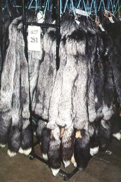 Fur pelts and coats of Mink Sable, Fox Chinchilla, Coyote, beaver ...