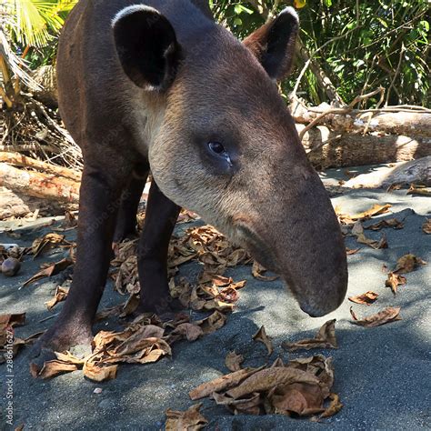 A rare, endangered Baird's Tapir (Tapirus bairdii) on a beach in the Corcovado National Park, on ...