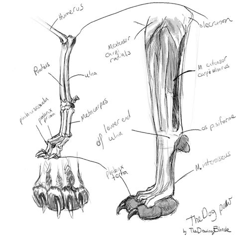 Dog paw anatomy by TheDrawingBlonde on DeviantArt