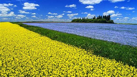 Flowering canola field with flax in the background and a sky filled with cumulus clouds ...