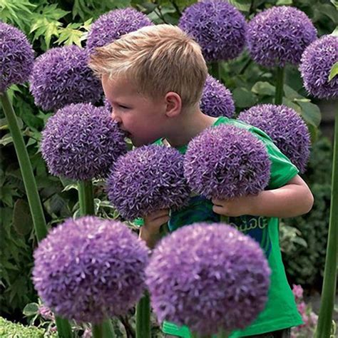 100 PCS Garden Outdoor Giant Allium Giganteum Beautiful Flower Seeds B — USA Garden Center