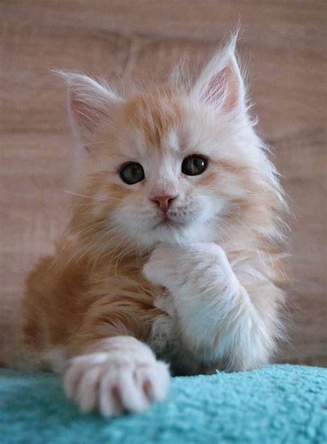 50 Cute Maine Coon Kittens That Are Actually Giants Waiting To Grow Up ...