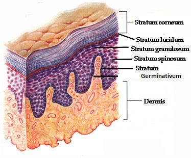 Epidermis, dermis, and accessory structures Flashcards | Quizlet