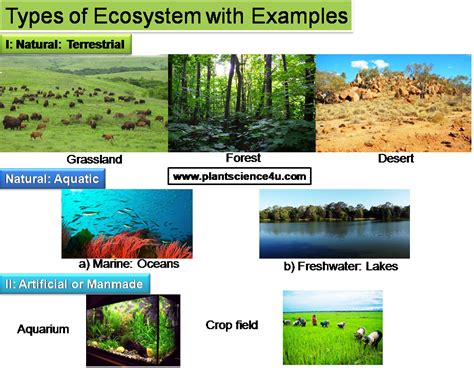 Ecosystem-Definition, Different types and Examples