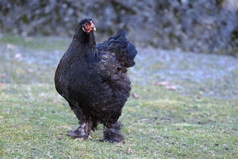 Cochin Chicken - A-Z Animals