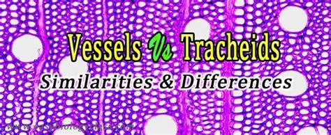 Vessels vs Tracheids, Similarities and Differences | easybiologyclass