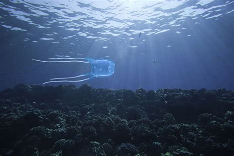 Box Jellyfish Stings: Symptoms and Emergency Treatment