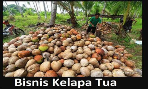 10 Cara Bisnis Kelapa Tua, Jarang Dilirik Padahal Menghasilkan - Prayoga.id