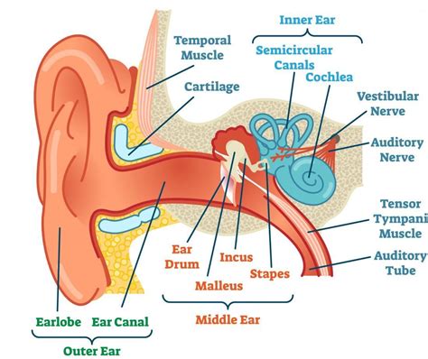 Labeled Ear Diagram And Functions Label Diagram Of Human Ear