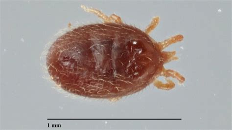 Everything You Need to Know About Snake Mites - Infinite Scales