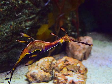 Sea dragon: habitat and characteristics