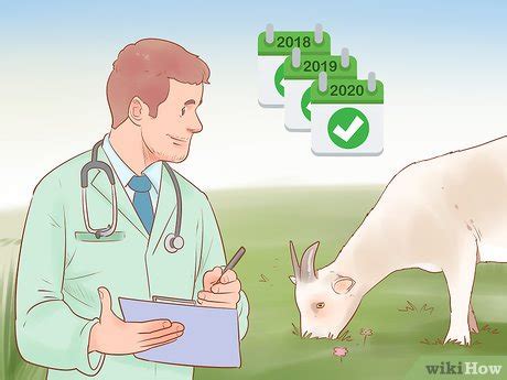 How to Care for Pygmy Goats (with Pictures) - wikiHow