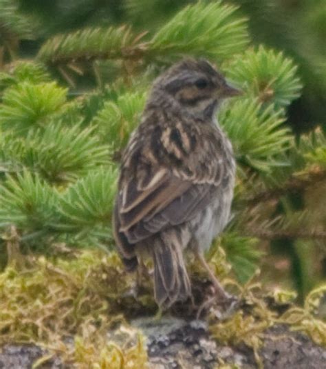 Sparrow Identification Question | Sitka Nature